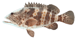 ORANGE-SPOTTED GROUPER