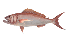 RUSTY JOBFISH