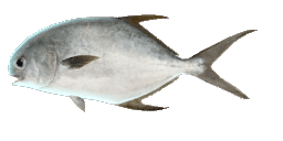 SNUBNOSE POMPANO