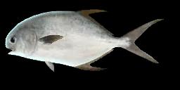 SNUBNOSE POMPANO