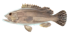 STRIPED GROUPER