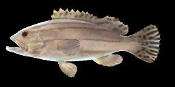 STRIPED GROUPER