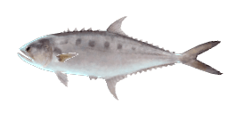 TALANG QUEENFISH