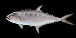 TALANG QUEENFISH