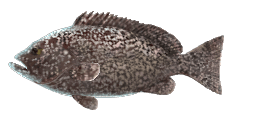 WHITE-BLOTCHED GROUPER