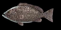 WHITE-BLOTCHED GROUPER