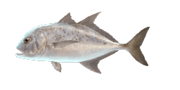 YELLOWSPOTTED TREVALLY
