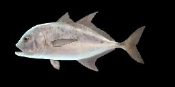 YELLOWSPOTTED TREVALLY