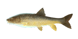 ANDALUSIAN BARBEL