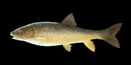 ANDALUSIAN BARBEL