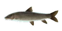 BASQUE BARBEL