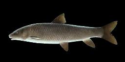 BASQUE BARBEL