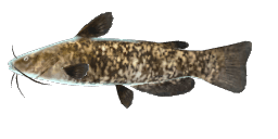 BROWN BULLHEAD