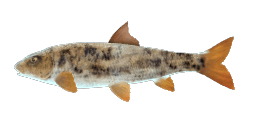 CATALONIAN BARBEL