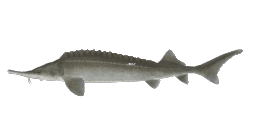 EBRO STURGEON