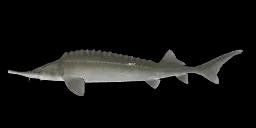 EBRO STURGEON