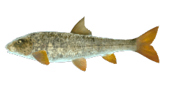 FONTIBRE BARBEL