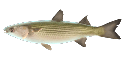 GOLDEN GRAY MULLET