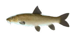 GUIRAO’S BARBEL