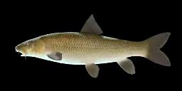 GUIRAO’S BARBEL