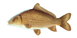 NAVARRA CARP