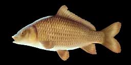 NAVARRA CARP