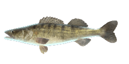 PERCH-PIKE