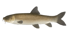 STEINDACHNER BARBEL