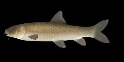 STEINDACHNER BARBEL