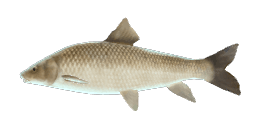 ZARAGOZA BARBEL