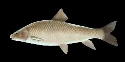 ZARAGOZA BARBEL