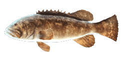 ATLANTIC GOLIATH GROUPER