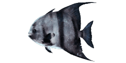 ATLANTIC SPADEFISH