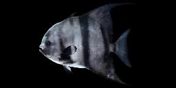 ATLANTIC SPADEFISH