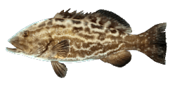 BLACK GROUPER