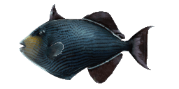 BLACK TRIGGERFISH