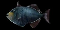 BLACK TRIGGERFISH