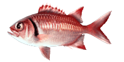 BLACKBAR SOLDIERFISH