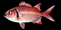 BLACKBAR SOLDIERFISH