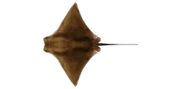 BRAZILIAN COWNOSE RAY