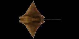 BRAZILIAN COWNOSE RAY