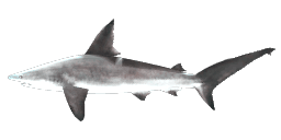 CARIBBEAN REEF SHARK