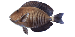 DOCTORFISH