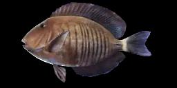 DOCTORFISH