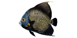 FRENCH ANGELFISH