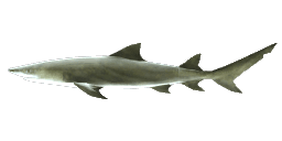 LEMON SHARK