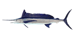 LONGBILL SPEARFISH