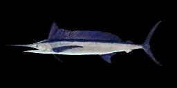 LONGBILL SPEARFISH