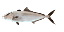 LONGFIN YELLOWTAIL