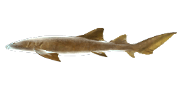 NURSE SHARK